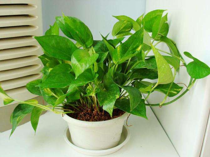 绿萝黄叶什么原因用什么办法解决,绿萝黄叶的原因及解决方法