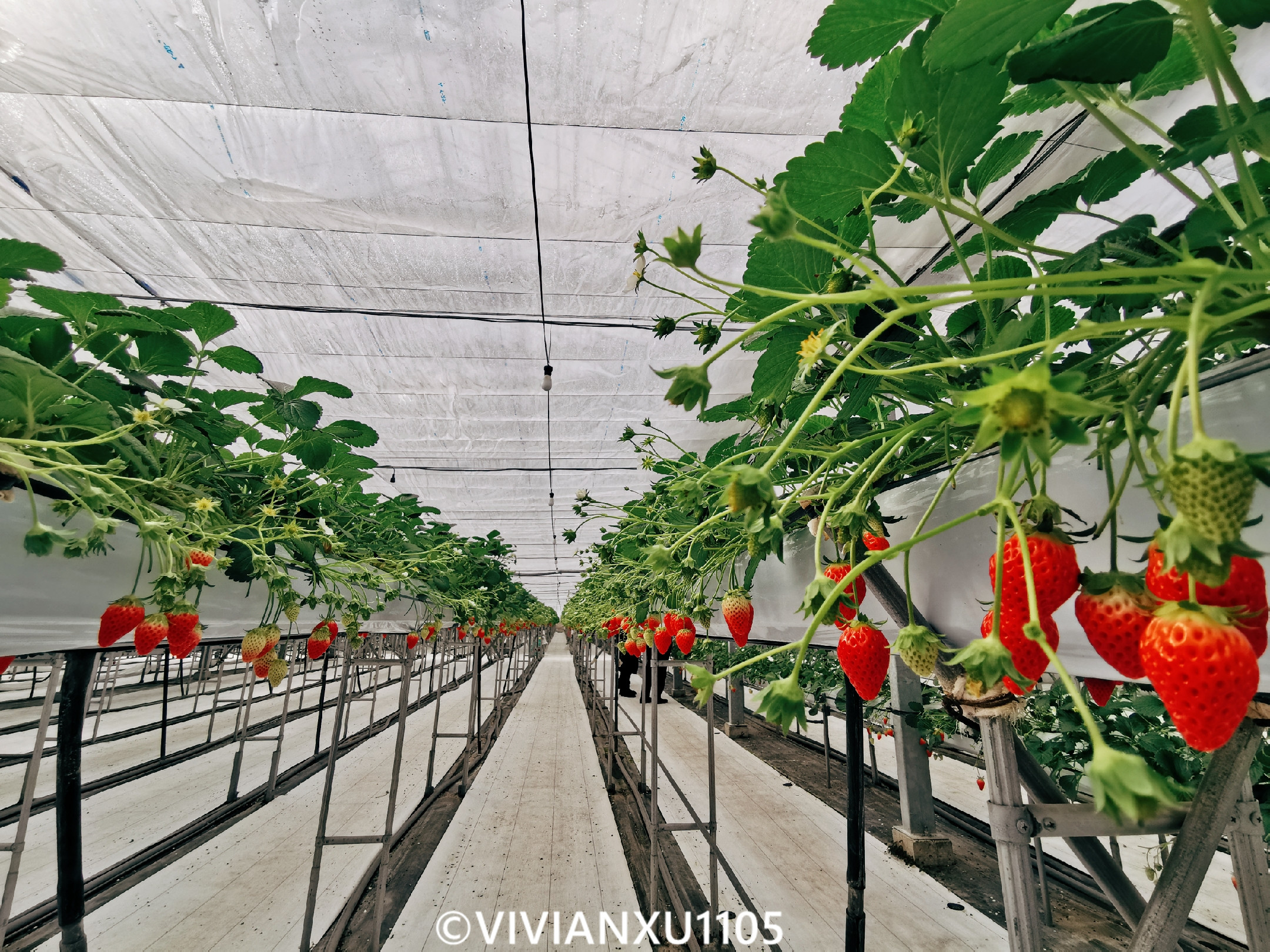 塑料母女日本东北深度游（秋田山形）