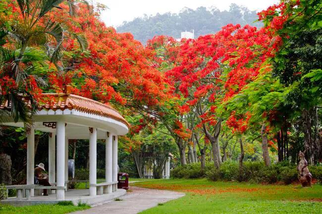 深圳十佳免费湿地公园,深圳十大免费公园排行榜最新名单