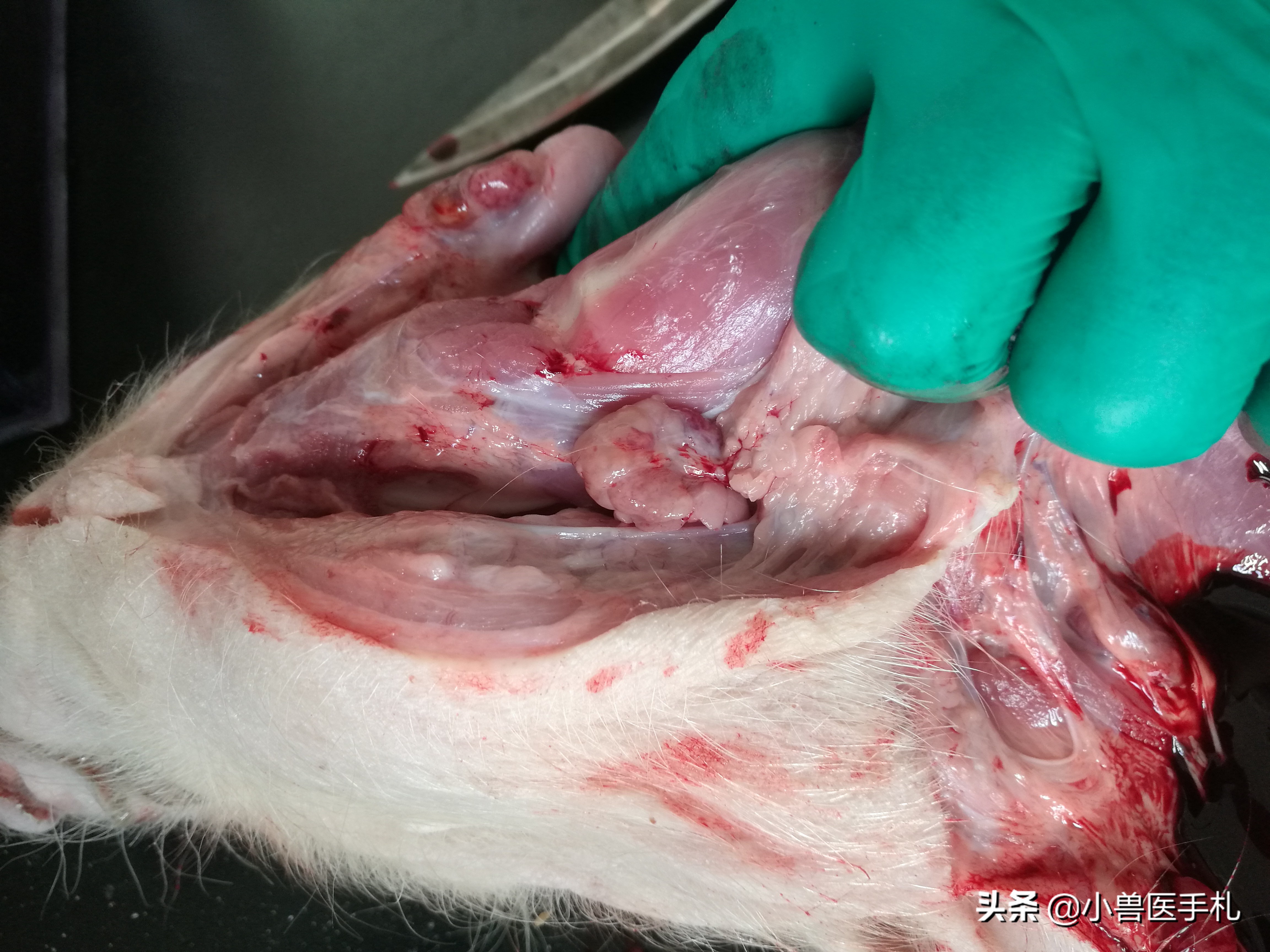 副猪嗜血杆菌病的pcr实验操作,猪沙门氏菌副伤寒