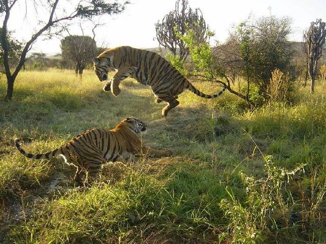 老虎谷的现状,南非老虎谷华南虎野化现状