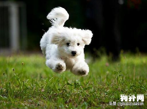 比熊犬特别臭怎么办,比熊犬身上臭味怎么办