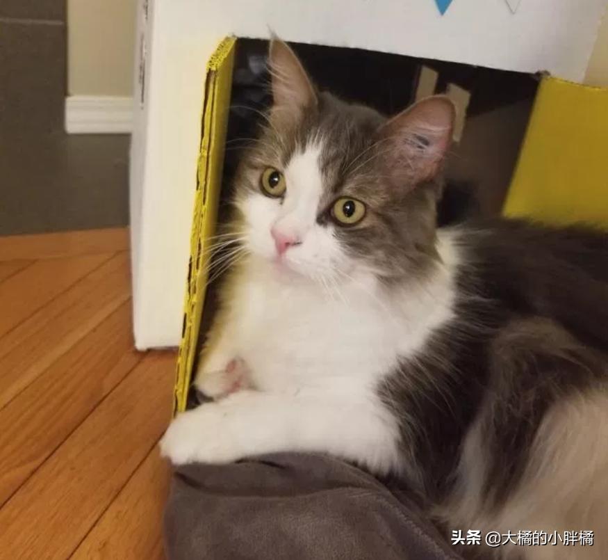 情侣分手把猫咪送回宠物店,情侣分手猫咪送人