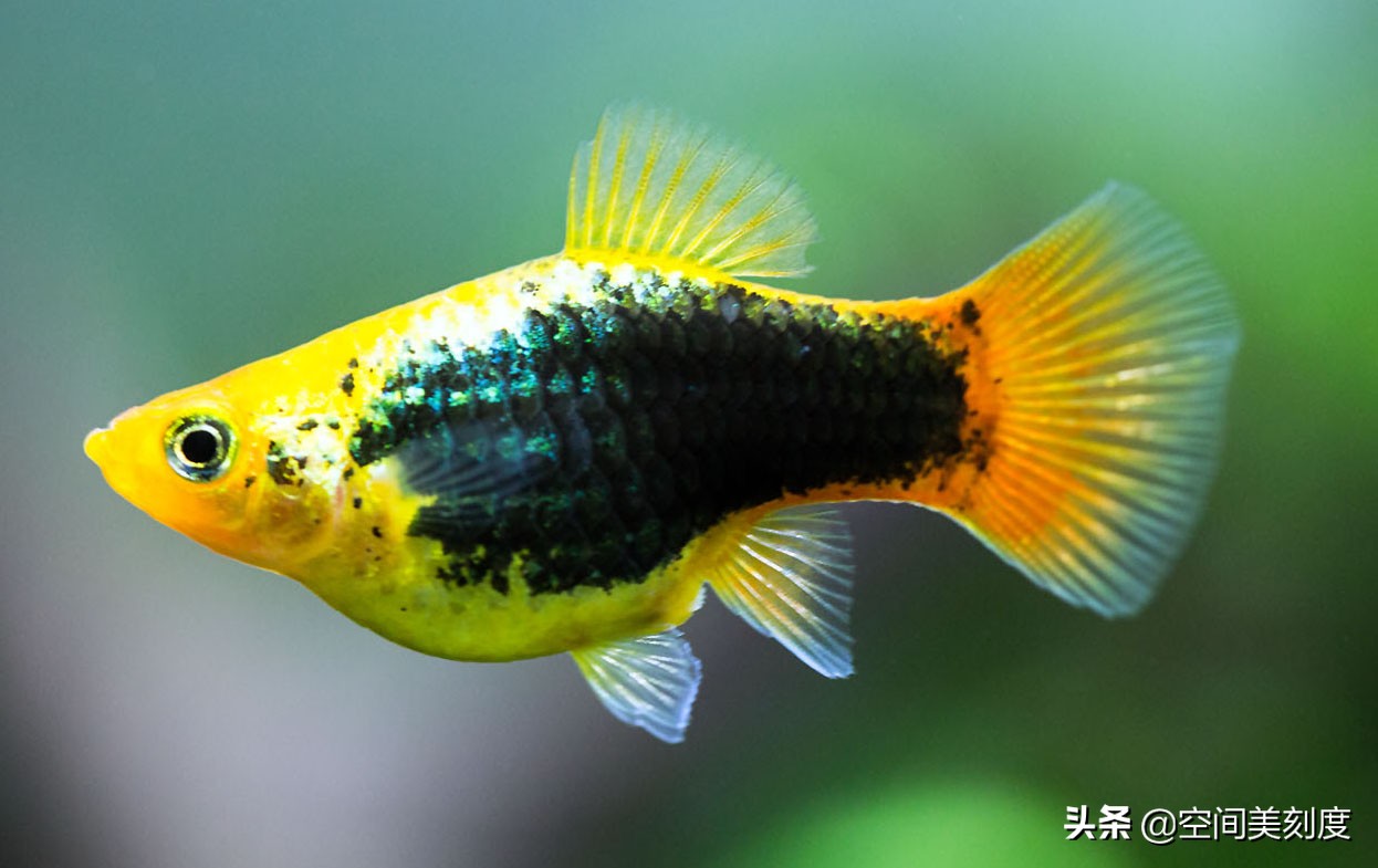 水中精灵大型鱼,水中精灵无与伦比的美