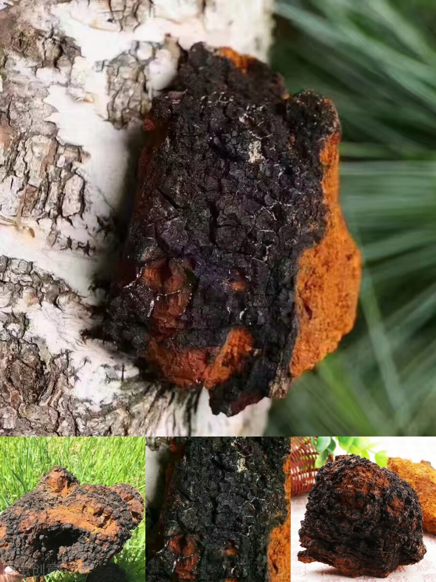 桦树茸报道,最佳的桦树茸