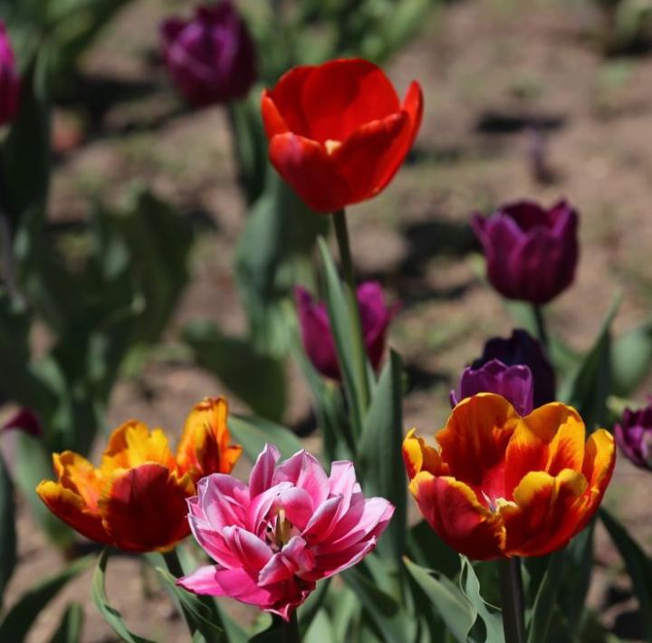 长春有名的旅游打卡地,长春春天打卡景点