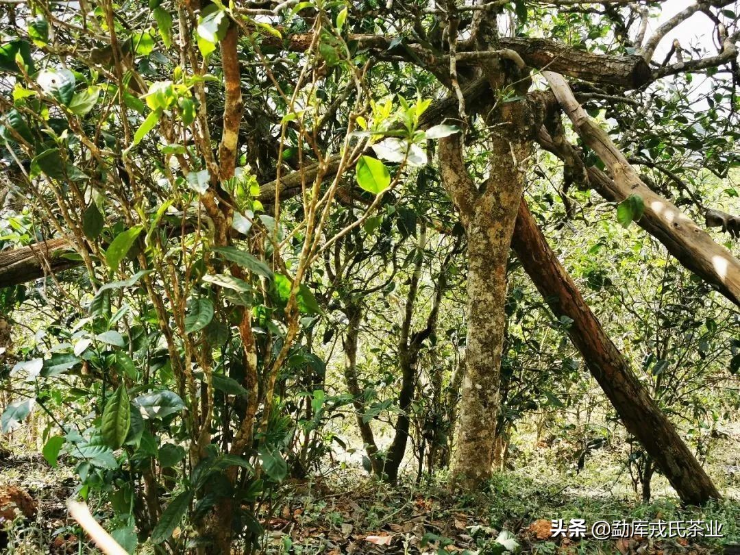 昔归临沧,昔归临沧之王