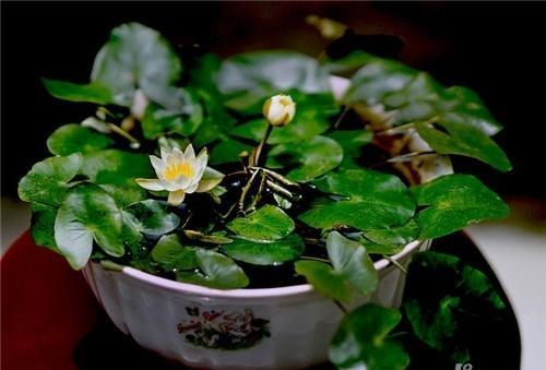 夏天怎么养花才不会绿根,盆景荷花春天怎样养护