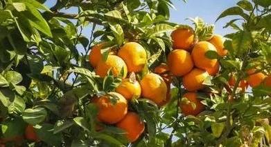 目前农业种什么比较挣钱,农业要掌握什么才能赚钱