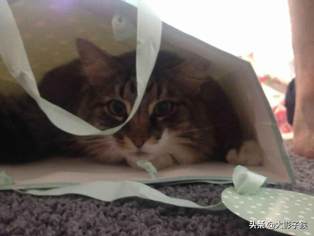 昨晚，我家猫叼来了一件蕾丝内衣…