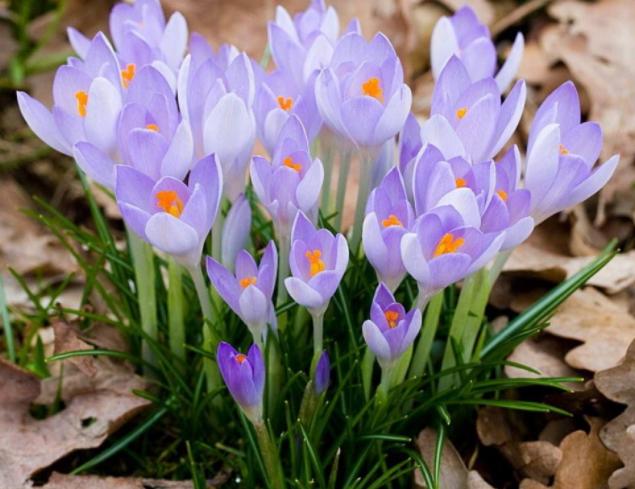 藏红花有开黄色的花吗,藏红花开花特点有哪些图片