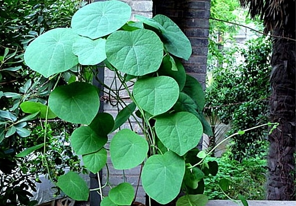 名称很像植物的动物,名字很像植物的动物