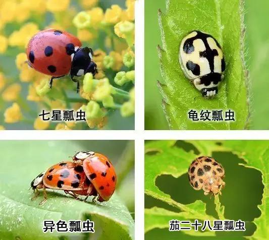 生物防治害虫,害虫的生物防治