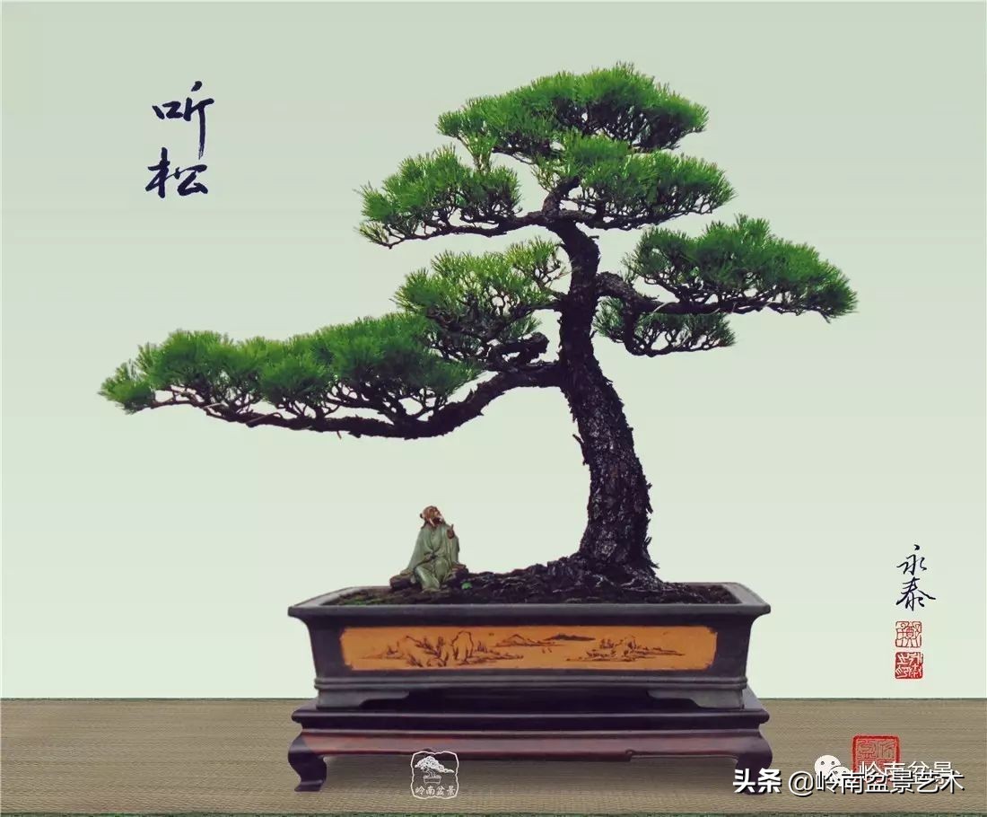 山松马尾松盆景,盆景大师郑永泰有书吗