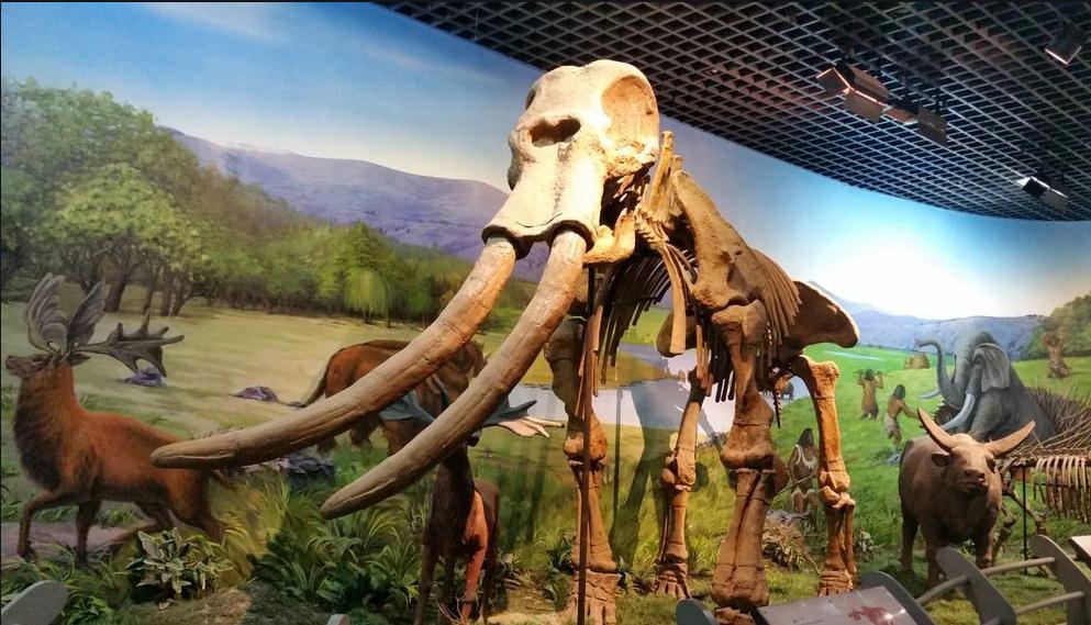 猛犸象进化上古猛犸象,远古时期的猛犸象有多重