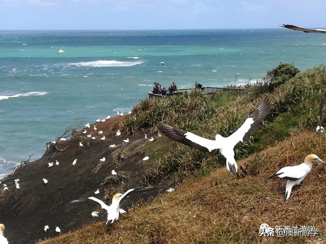 新西兰旅游景点北岛图片大全,新西兰北岛旅游游玩攻略