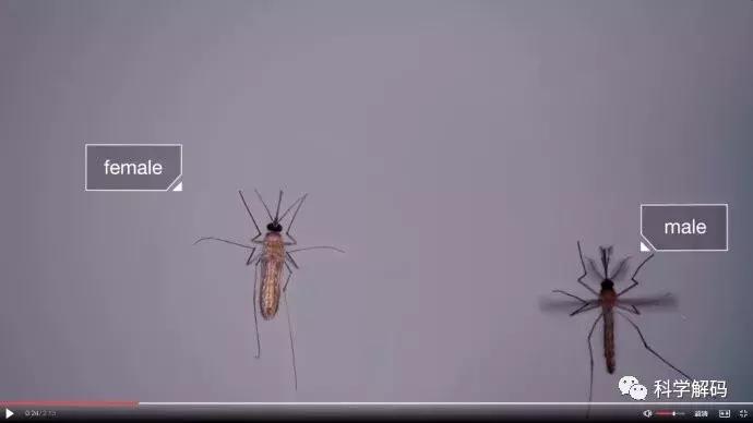 蚊子怎么咬人科普,蚊子解剖示意图