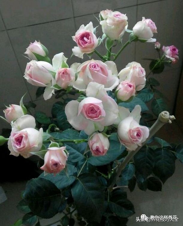 5种花特清香，家里养一盆，芬芳不断，清香四溢，异味全无