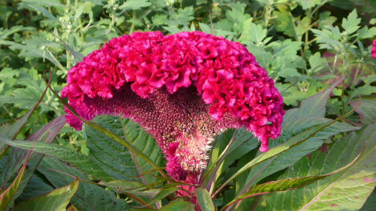 笠翁对韵中的精美词句,笠翁对韵的国学心得