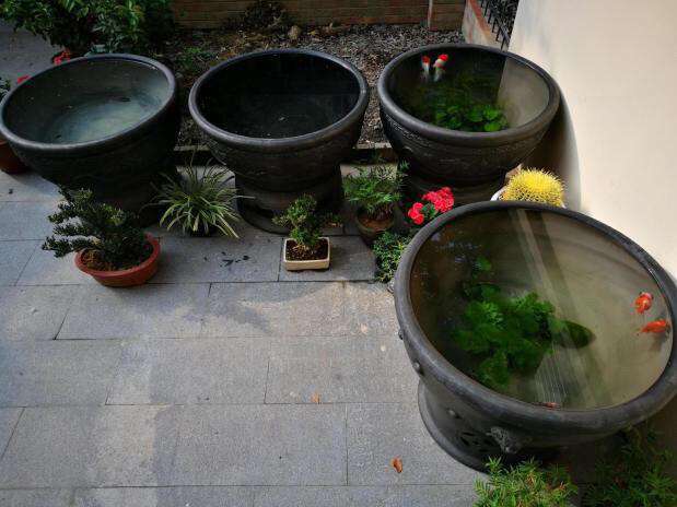 水培花卉里养什么鱼,水培盆栽里养什么鱼好看