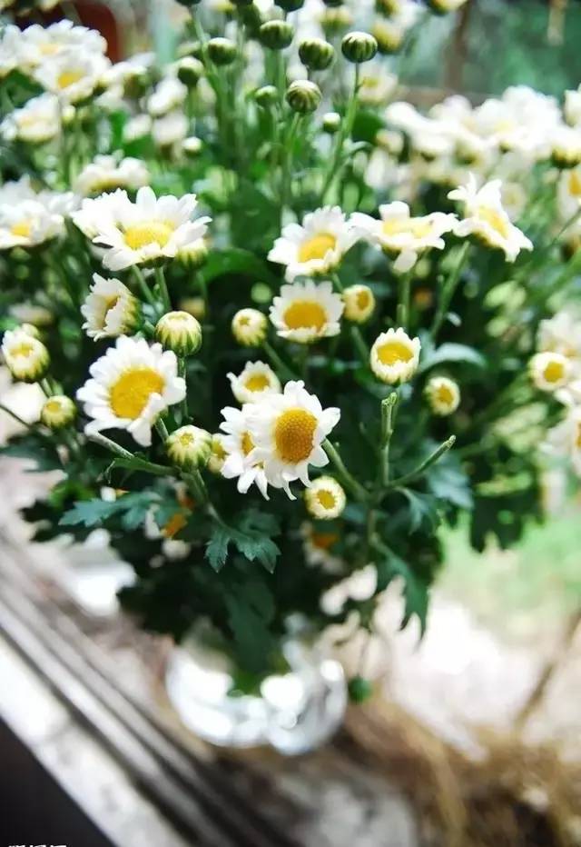 赏花时间表,赏花季节及图片