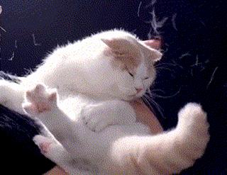 猫咪掉毛很严重补充什么维生素,猫咪脚上突然斑秃掉毛是怎么回事