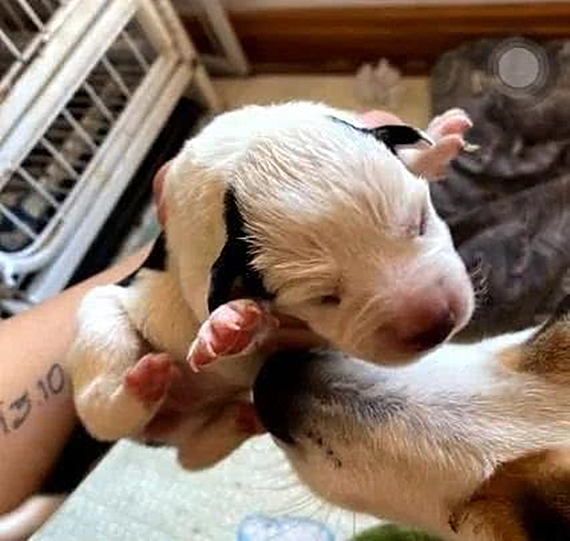 柯基被铲屎官毒手,柯基被自家狗发现了