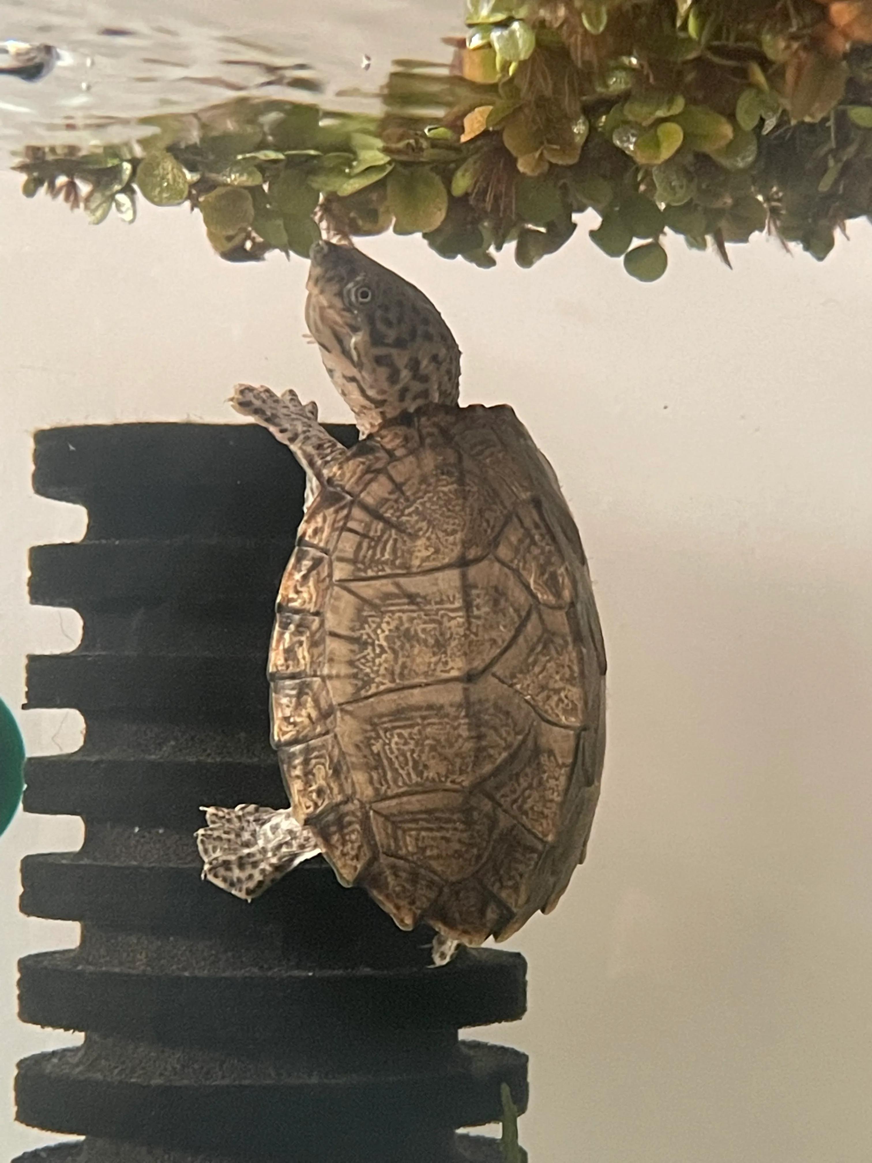 东锦龟底板腐甲怎么处理,西锦腐皮怎么处理