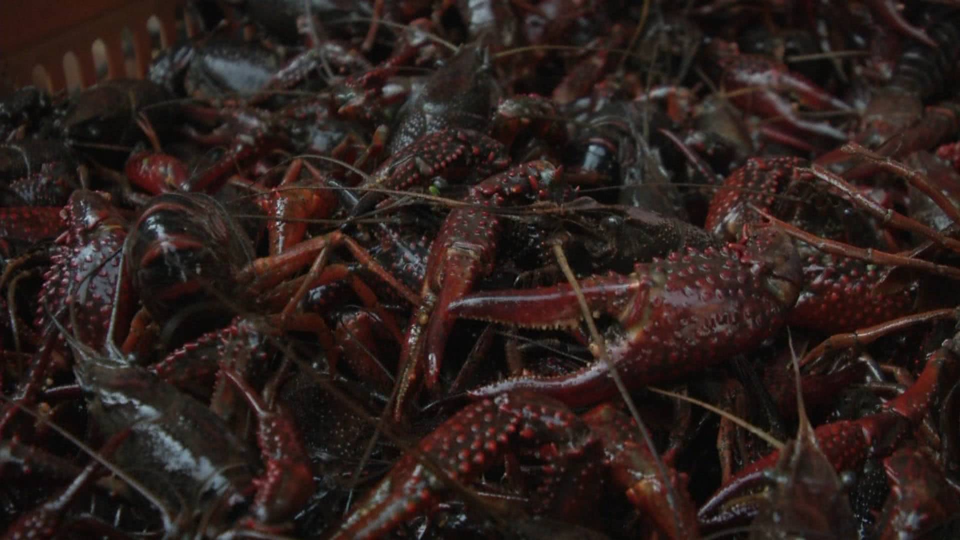 新鲜小龙虾今日价格表,今日新鲜的小龙虾价格