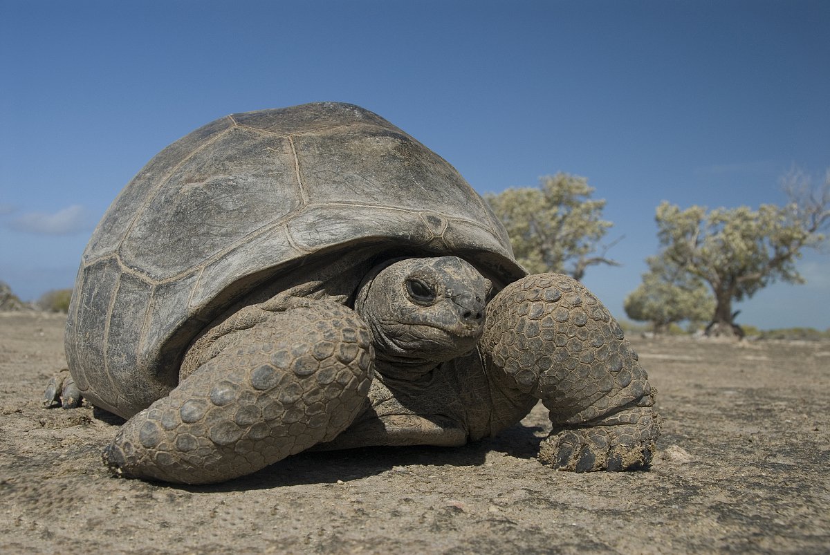 两栖龟陆龟海龟区别,陆地龟和陆龟是一个品种吗