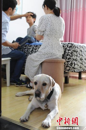 导盲犬带主人去景区被拒绝,上过央视的导盲犬被公交司机拒载