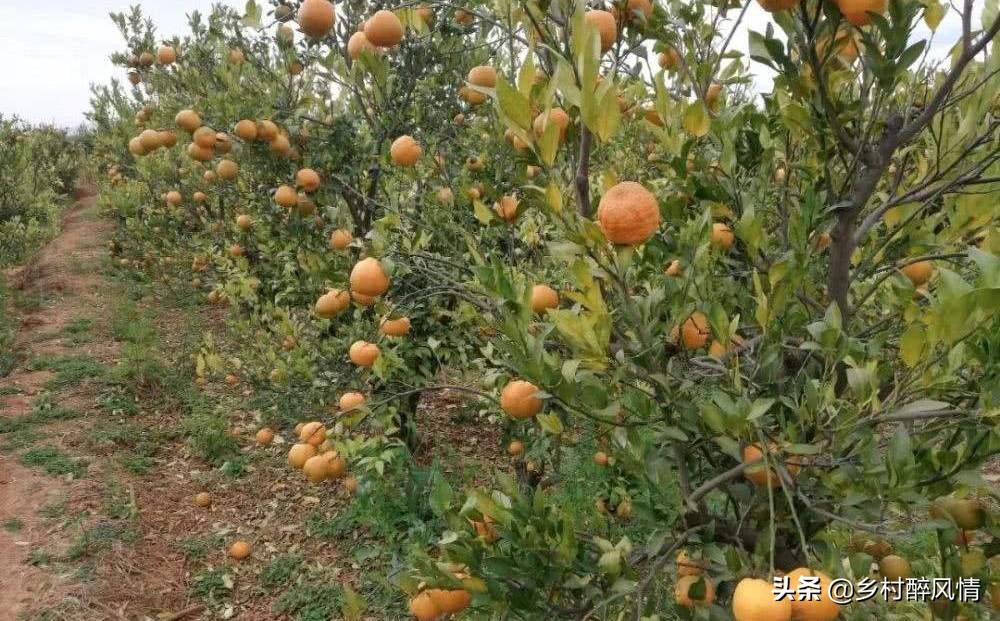 黑红胶囊可以治黄龙病吗,治黄龙病的黑白胶囊是什么