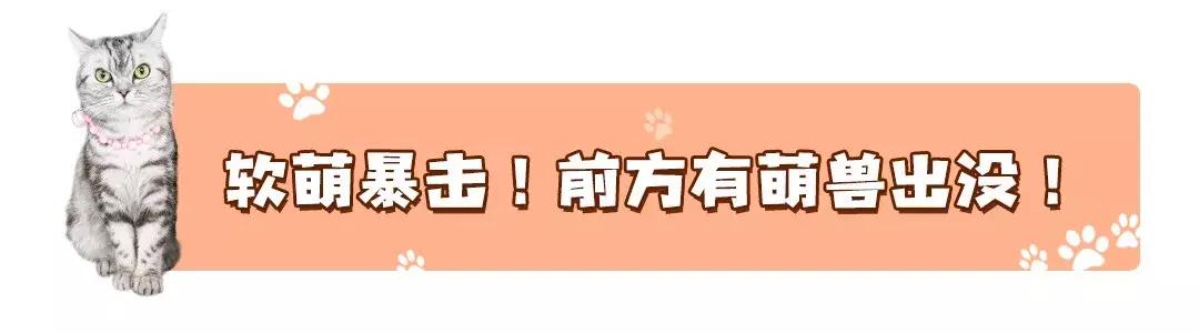 吃饭玩耍一体店,吃饭撸猫二选一