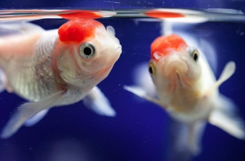 金鱼怎么预防寄生虫,金鱼体内寄生虫用什么药