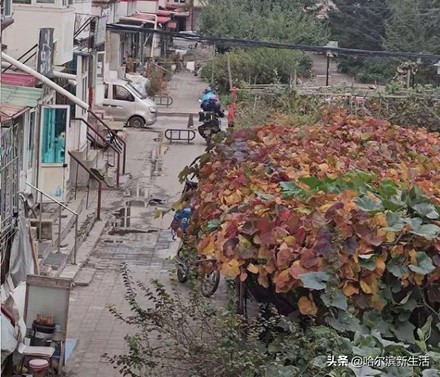 哈尔滨曾经的高端小区,哈尔滨曾经的示范小区