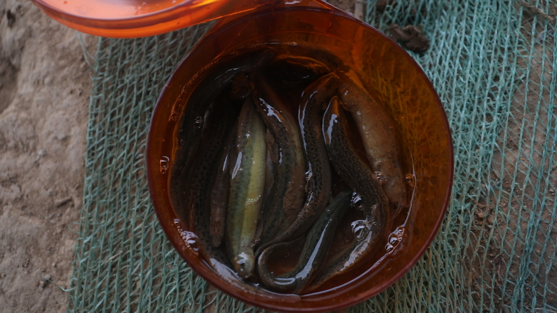 台湾泥鳅养殖成活率怎么样,泥鳅怎么运输才能成活率高