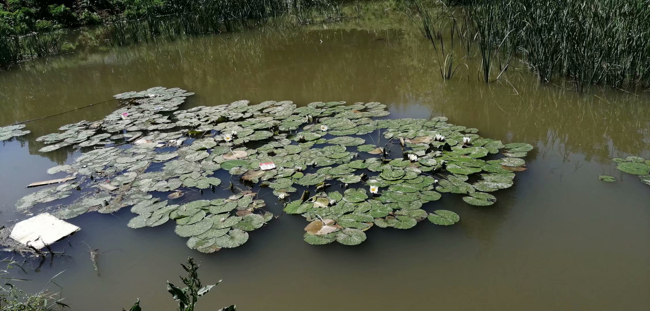 鲤鲫混养塘用什么饵料钓最好,小奶鲫特别多怎么钓