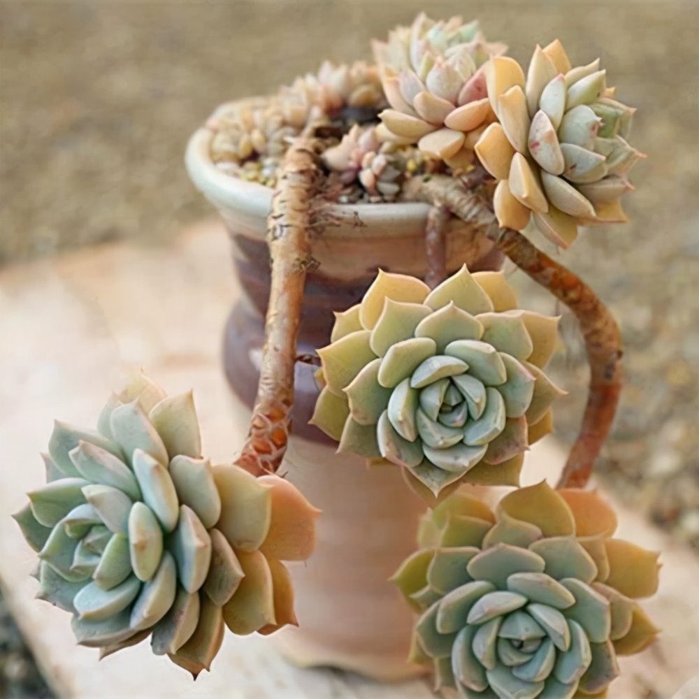 他养多肉10多年，总结出9个易出“高价老桩”的品种，适合新手