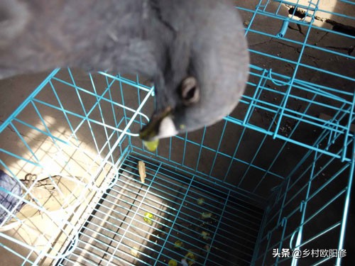 鸽子嗉囊炎最好的治疗方法,鸽子脚掌炎怎么治疗