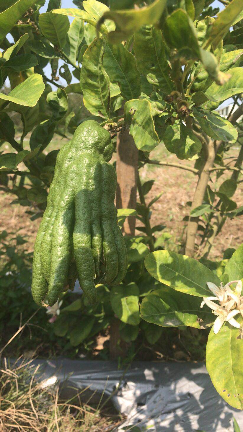 活晶瓷产品,活晶瓷配方成分