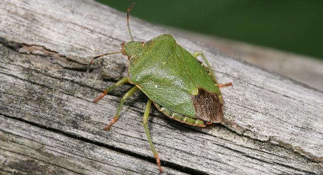 瓢虫害虫和益虫的区别图,益虫害虫有哪些视频