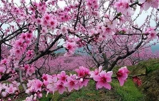 龙泉4大冷门赏桃线路出炉，向东60里遇见一座城市桃花源！