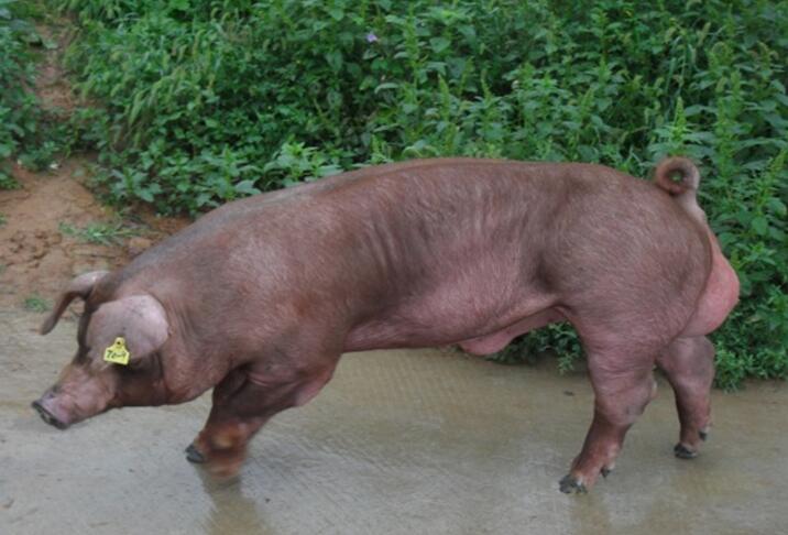 养猪大王2018,养猪大王致富经