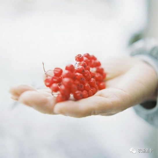 你是否曾经也向往过农村生活,向往田园生活和体验往往有差距