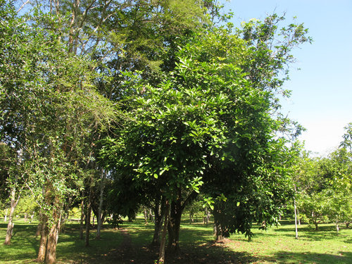 可乐是树上长的吗 (可乐可以长在树上吗)