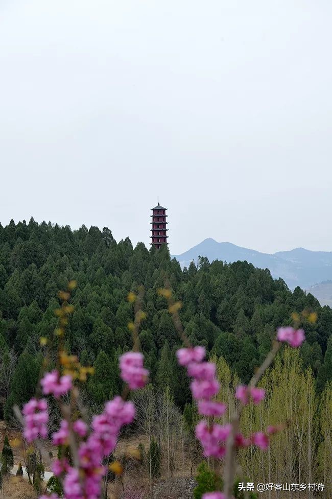 济南春季赏花自驾,济南踏青赏花新模式
