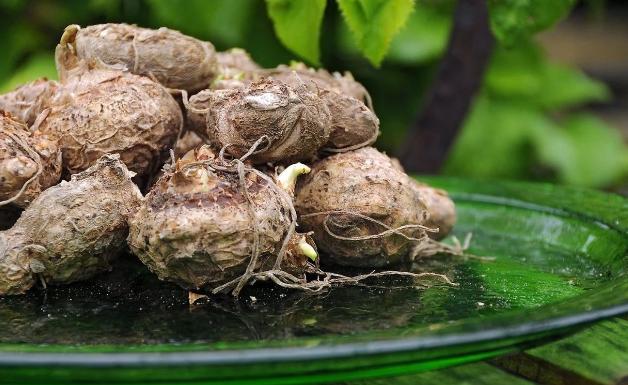 马蹄莲盆栽的养殖方法和注意事项,马蹄莲冬季养护