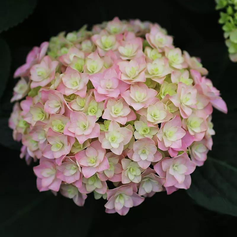 春季绣球叶子发皱怎么回事,夏季绣球老叶子都干枯怎么处理