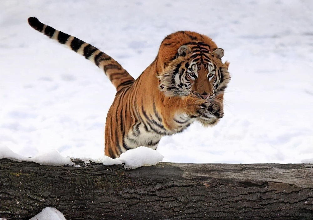 老虎和狮子战斗起来谁是最厉害的,老虎和狮子到底谁的战斗力更强