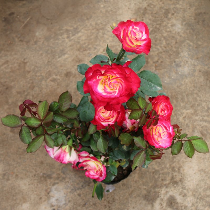 惠惠的红丝绒月季,惠惠月季